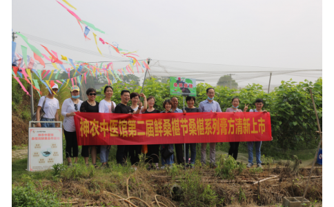 桑椹滿枝頭，采摘正當(dāng)時(shí)- 神農(nóng)中醫(yī)館鮮桑椹合作基地采摘紀(jì)實(shí)
